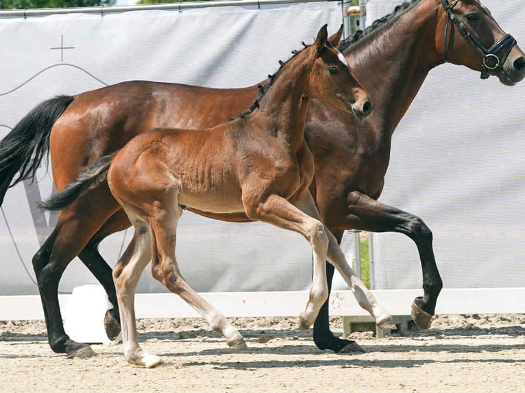 Caballo de deporte alemán Yegua 1 año 174 cm Castaño in Rheinberg