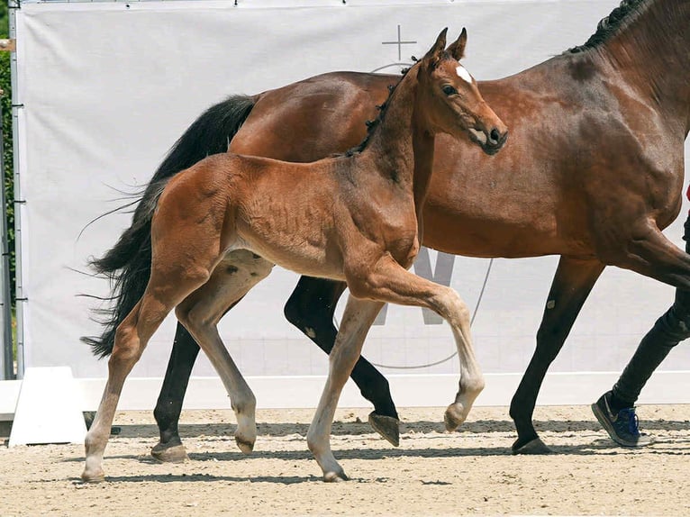 Caballo de deporte alemán Yegua 1 año 174 cm Castaño in Rheinberg