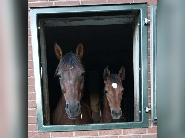 Caballo de deporte alemán Yegua 1 año 174 cm Castaño in Rheinberg
