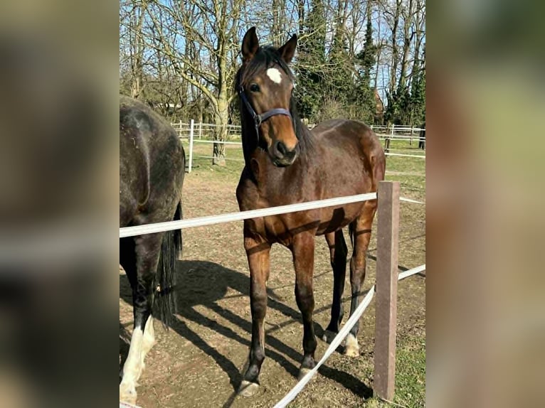 Caballo de deporte alemán Yegua 1 año 174 cm Castaño in Rheinberg
