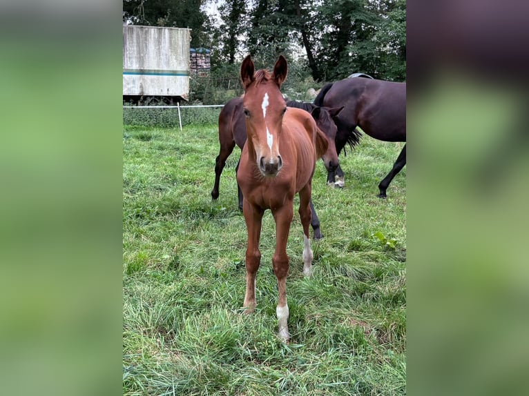 Caballo de deporte alemán Yegua 1 año 175 cm Alazán in Löningen