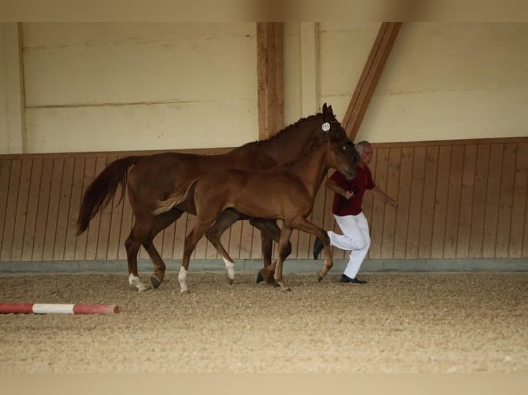 Caballo de deporte alemán Yegua 1 año Alazán in Müncheberg