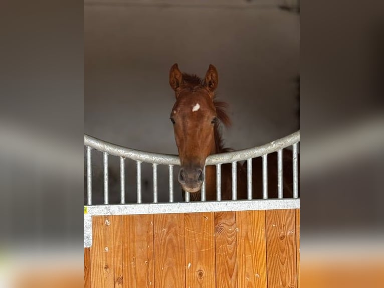 Caballo de deporte alemán Yegua 1 año Alazán in Müncheberg