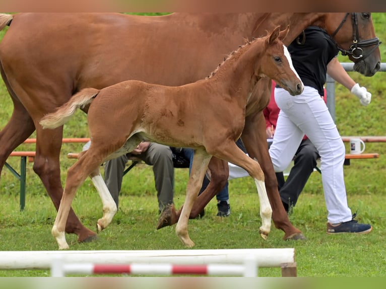 Caballo de deporte alemán Yegua 1 año Alazán in Illertissen