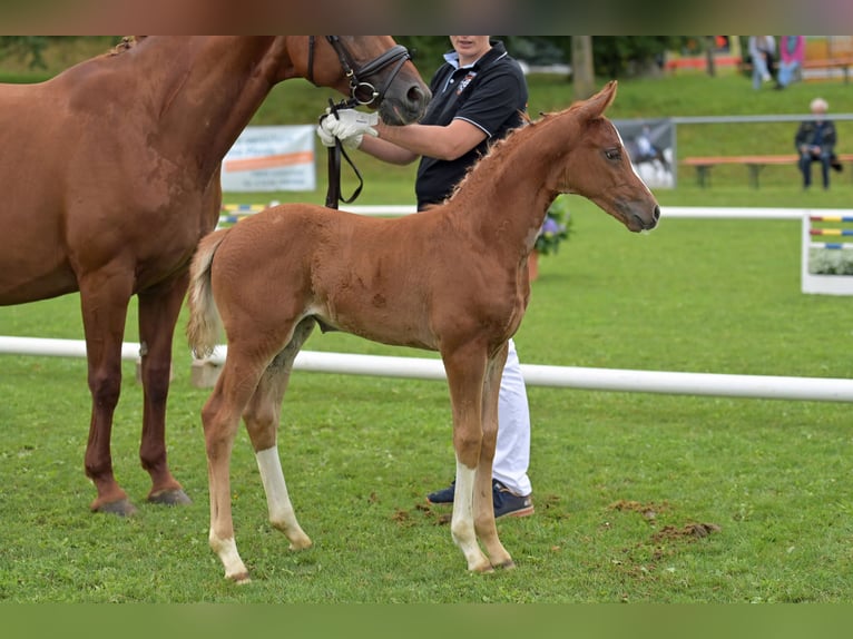 Caballo de deporte alemán Yegua 1 año Alazán in Illertissen