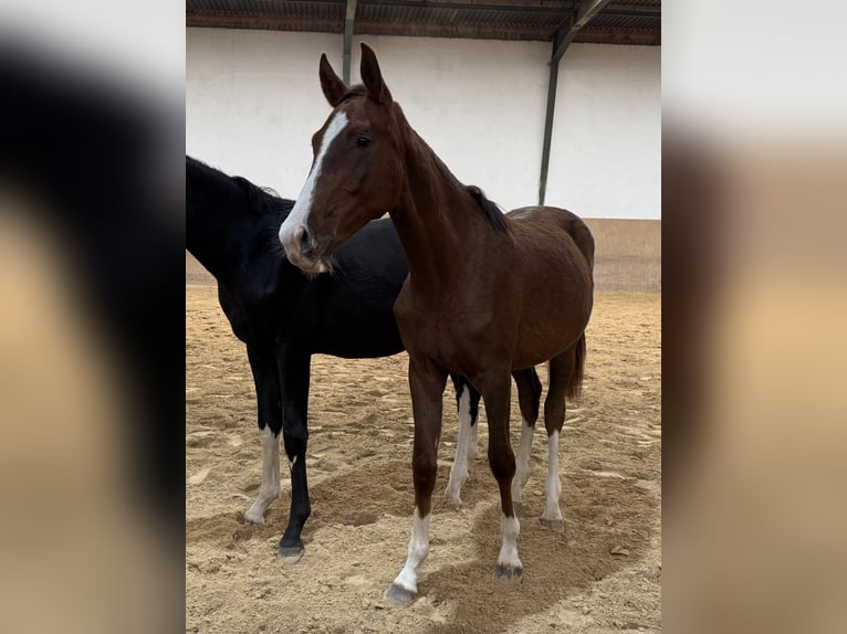 Caballo de deporte alemán Yegua 1 año Alazán-tostado in Burgthann