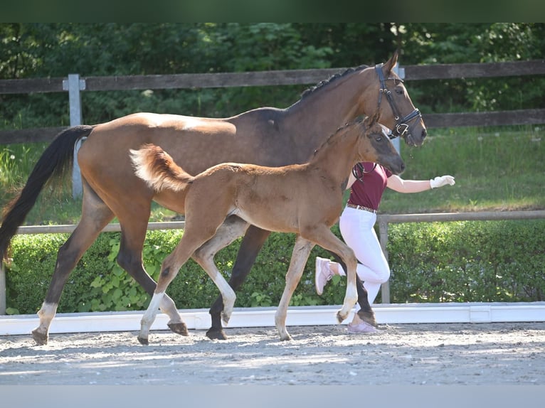 Caballo de deporte alemán Yegua 1 año Alazán-tostado in Marienfließ