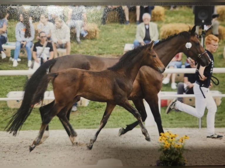 Caballo de deporte alemán Yegua 1 año in Neuffen