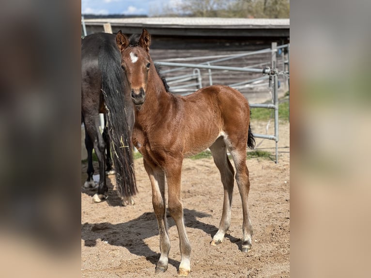 Caballo de deporte alemán Yegua 1 año in Reichertsheim