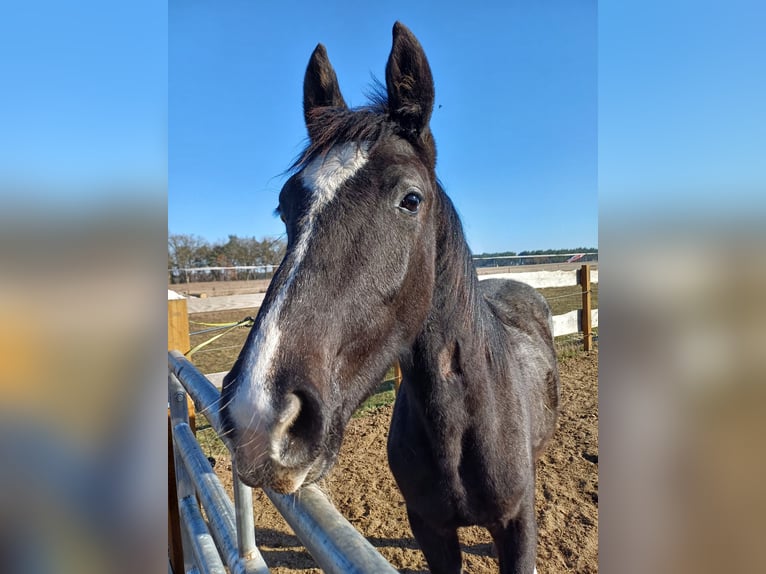Caballo de deporte alemán Yegua 1 año  in Salzwedel