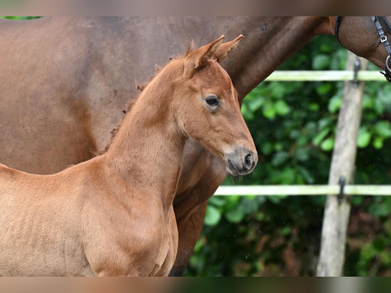 Caballo de deporte alemán Yegua 1 año Castaño in Niederstetten