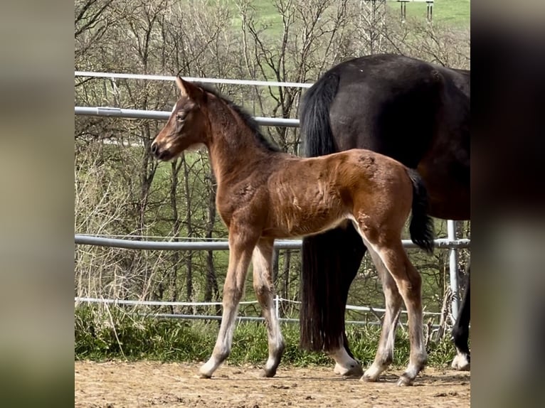 Caballo de deporte alemán Yegua 1 año Castaño in Reichertsheim