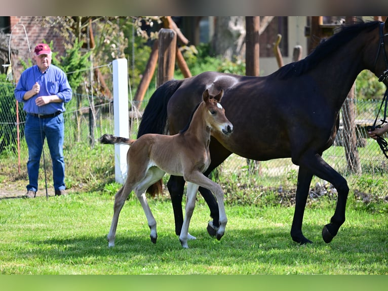 Caballo de deporte alemán Yegua 1 año Castaño in Schönwalde-Glien