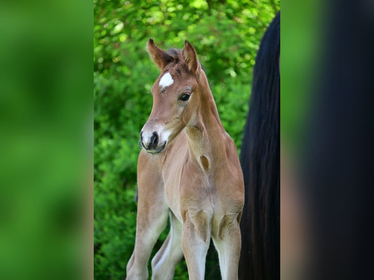 Caballo de deporte alemán Yegua 1 año Castaño in Schönwalde-Glien