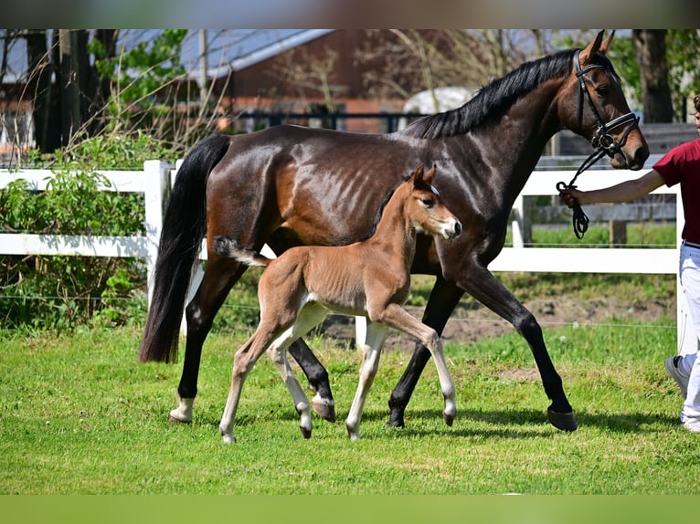 Caballo de deporte alemán Yegua 1 año Castaño in Schönwalde-Glien