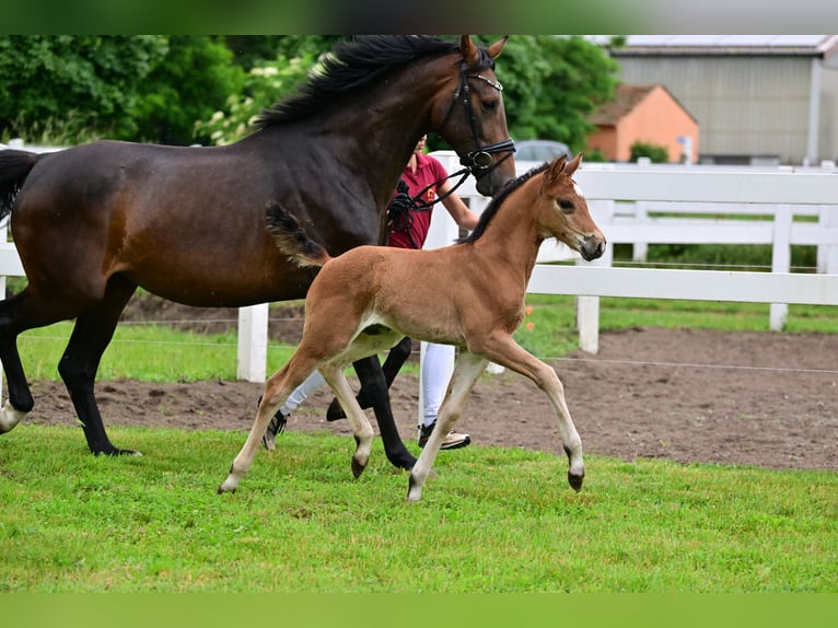 Caballo de deporte alemán Yegua 1 año Castaño in Schönwalde-Glien