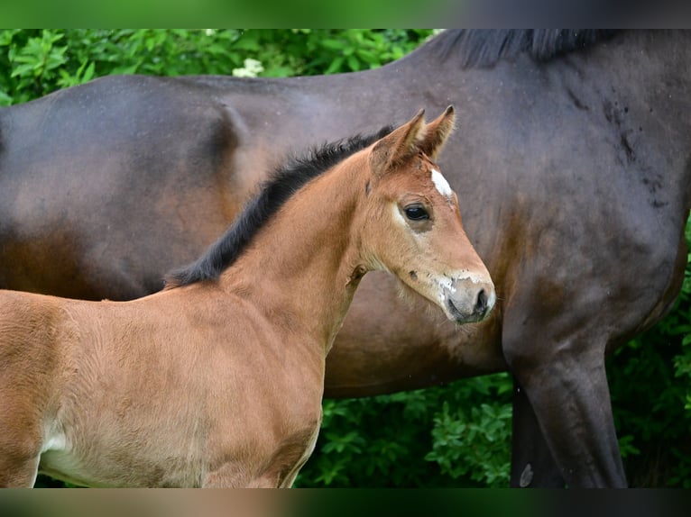 Caballo de deporte alemán Yegua 1 año Castaño in Schönwalde-Glien