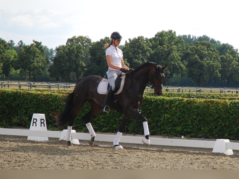 Caballo de deporte alemán Yegua 1 año Castaño in Schönwalde-Glien