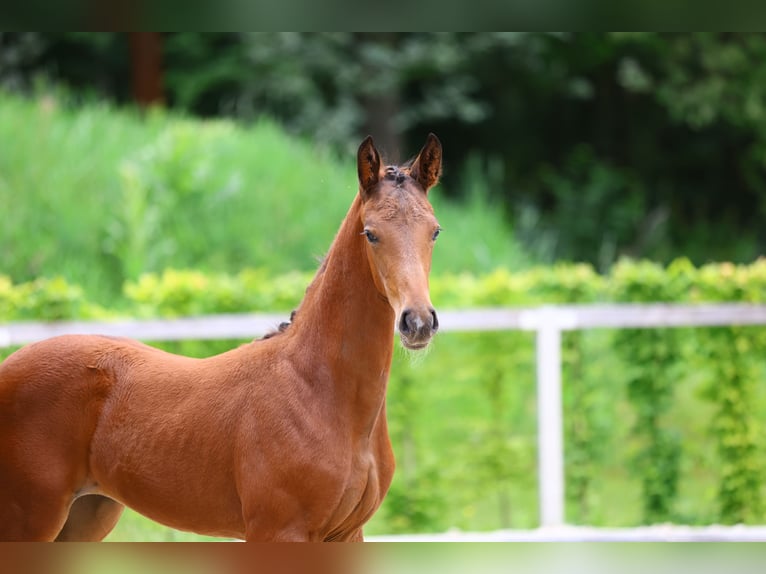 Caballo de deporte alemán Yegua 1 año Castaño in Dresden Gompitz