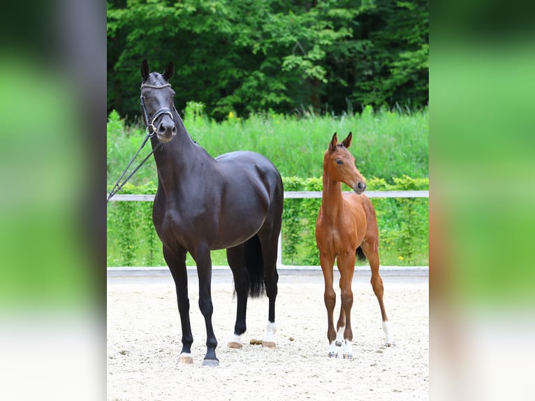 Caballo de deporte alemán Yegua 1 año Castaño in Dresden Gompitz