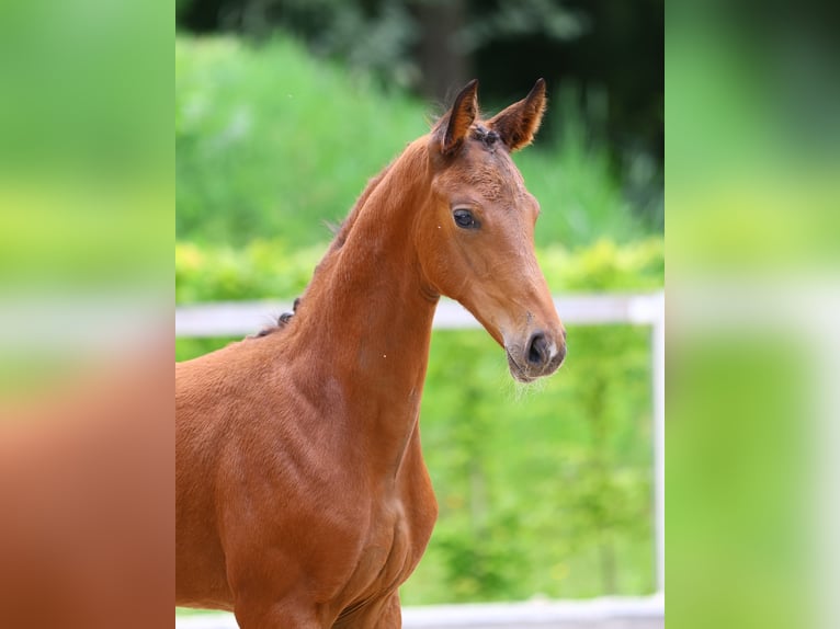 Caballo de deporte alemán Yegua 1 año Castaño in Dresden Gompitz