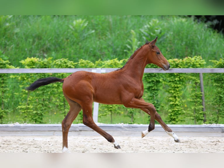 Caballo de deporte alemán Yegua 1 año Castaño in Dresden Gompitz