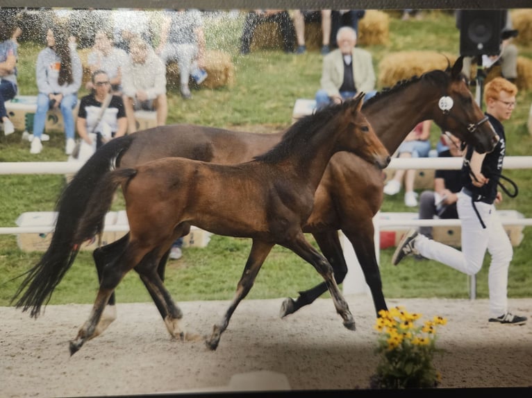 Caballo de deporte alemán Yegua 1 año Castaño in Neuffen
