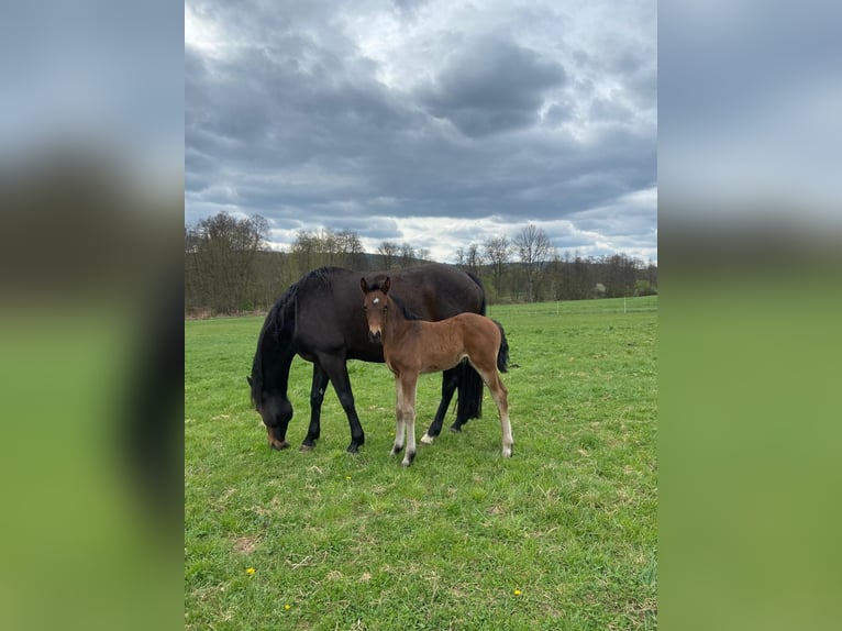 Caballo de deporte alemán Yegua 1 año Castaño in Bad König