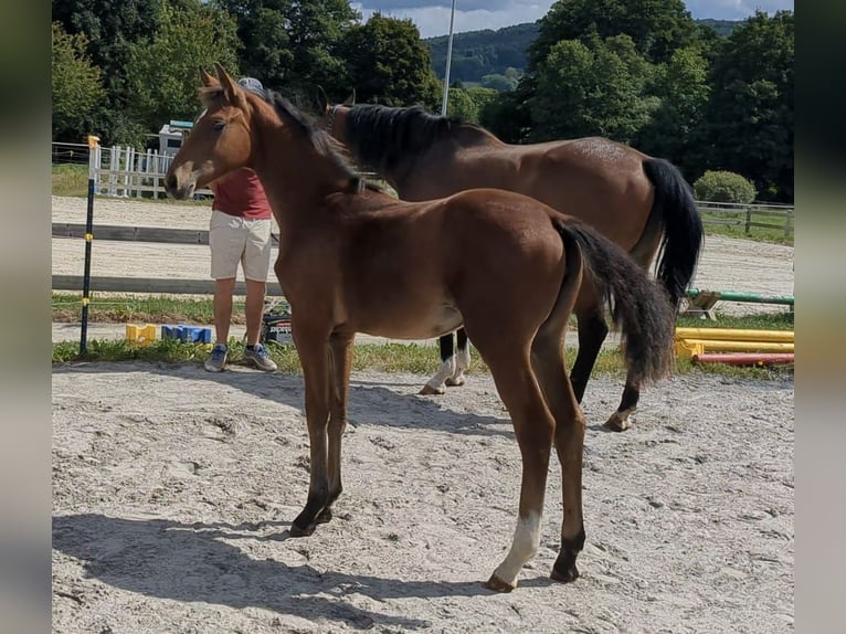 Caballo de deporte alemán Yegua 1 año Castaño in Bad König