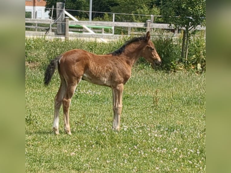 Caballo de deporte alemán Yegua 1 año Castaño in Bad König