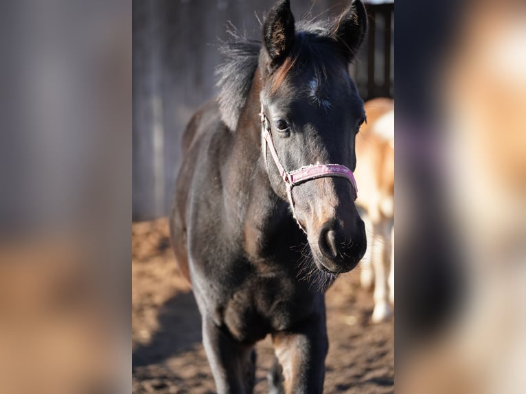 Caballo de deporte alemán Yegua 1 año Castaño oscuro in Kleinlangheim