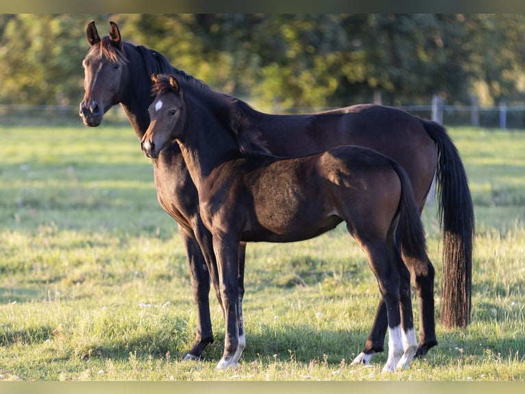 Caballo de deporte alemán Yegua 1 año Castaño oscuro in Groß Kreutz