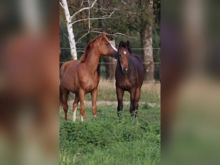 Caballo de deporte alemán Yegua 1 año Castaño oscuro in Groß Kreutz