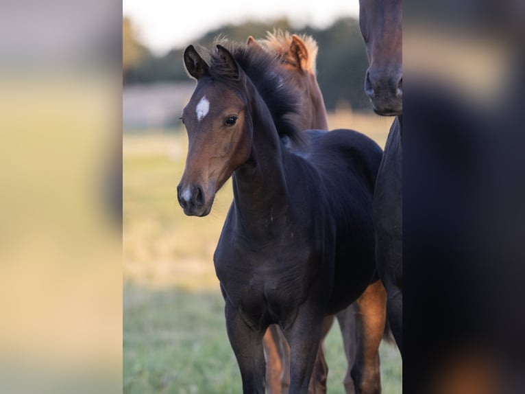 Caballo de deporte alemán Yegua 1 año Castaño oscuro in Groß Kreutz