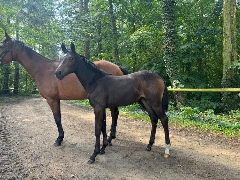 Caballo de deporte alemán Yegua 1 año Castaño oscuro in Neustadt (Dosse)