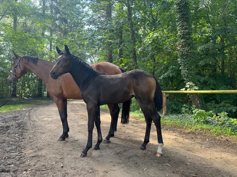 Caballo de deporte alemán Yegua 1 año Castaño oscuro in Neustadt (Dosse)