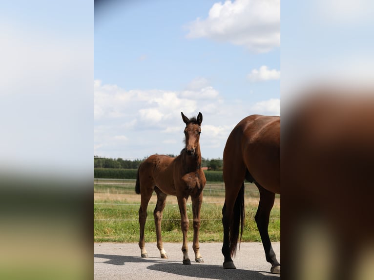 Caballo de deporte alemán Yegua 1 año Castaño oscuro in Postmünster