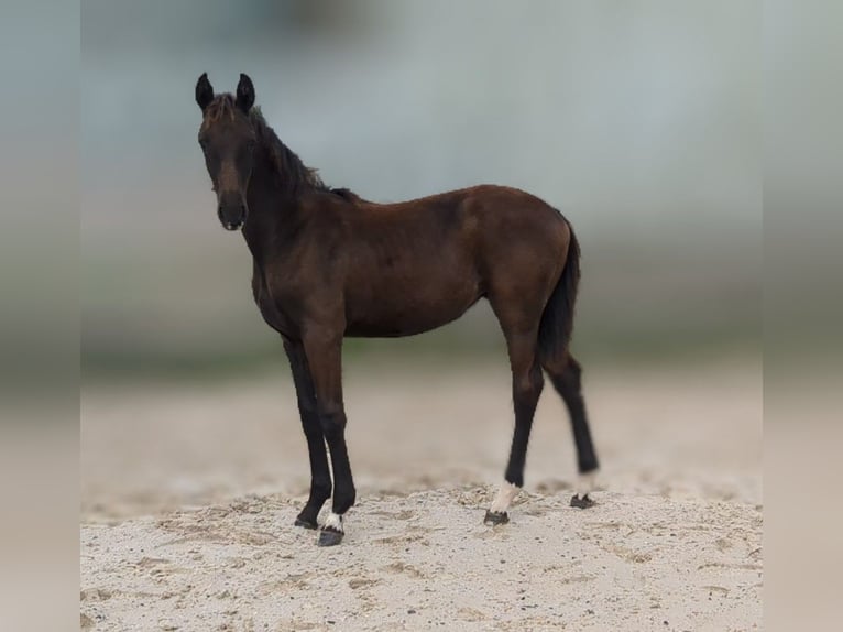 Caballo de deporte alemán Yegua 1 año Castaño oscuro in Bad König