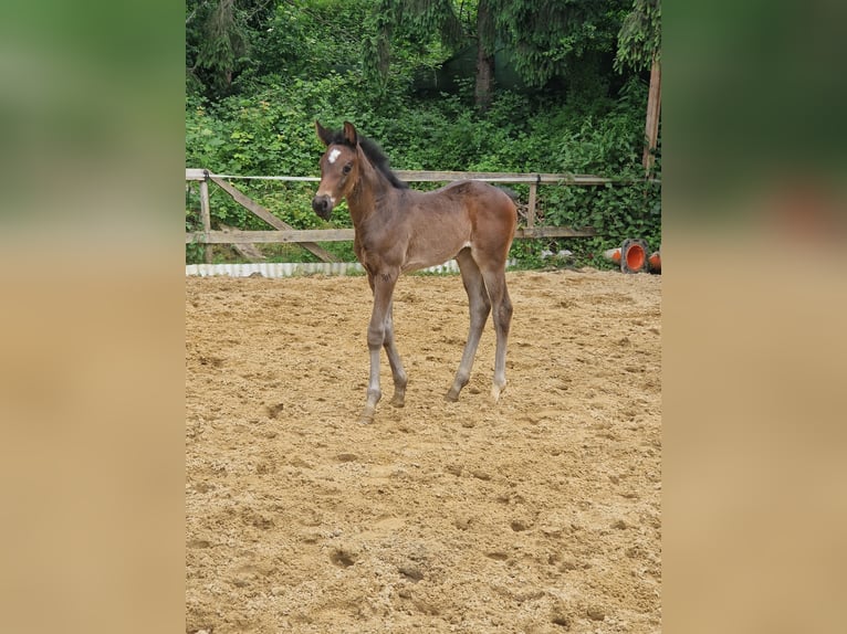 Caballo de deporte alemán Yegua 1 año Castaño oscuro in Schweppenhausen