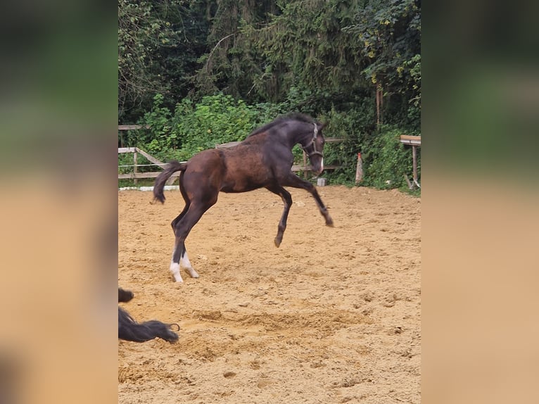 Caballo de deporte alemán Yegua 1 año Castaño oscuro in Schweppenhausen