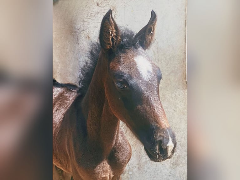 Caballo de deporte alemán Yegua 1 año Morcillo in Kronberg im Taunus