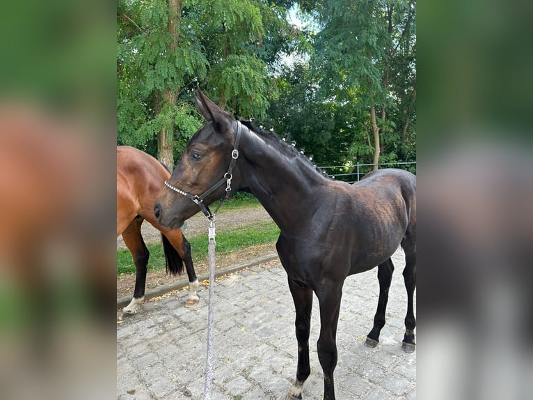 Caballo de deporte alemán Yegua 1 año Morcillo in Oelsnitz