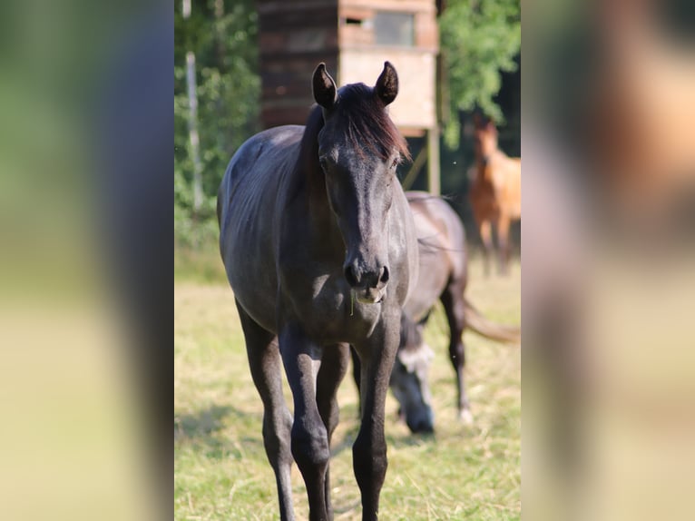 Caballo de deporte alemán Yegua 1 año Musgo in Löwenberger Land