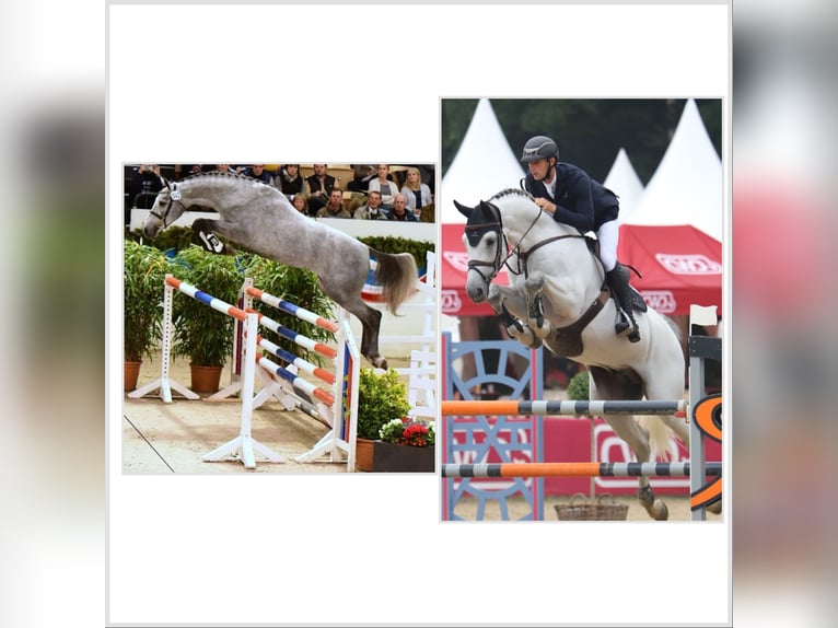 Caballo de deporte alemán Yegua 1 año Musgo in Löwenberger Land