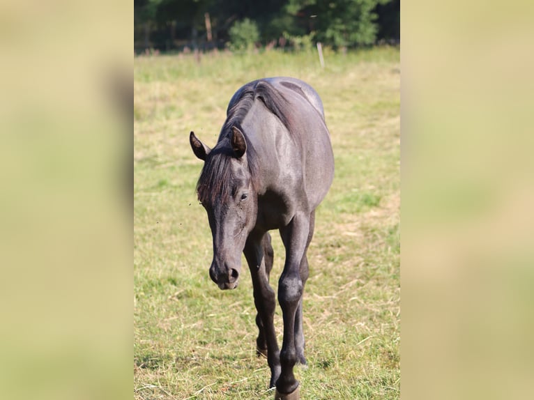 Caballo de deporte alemán Yegua 1 año Musgo in Löwenberger Land