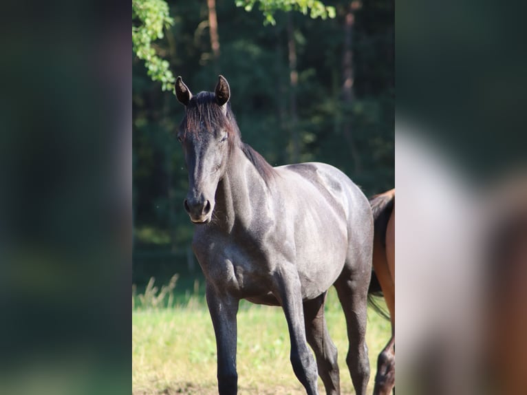 Caballo de deporte alemán Yegua 1 año Musgo in Löwenberger Land