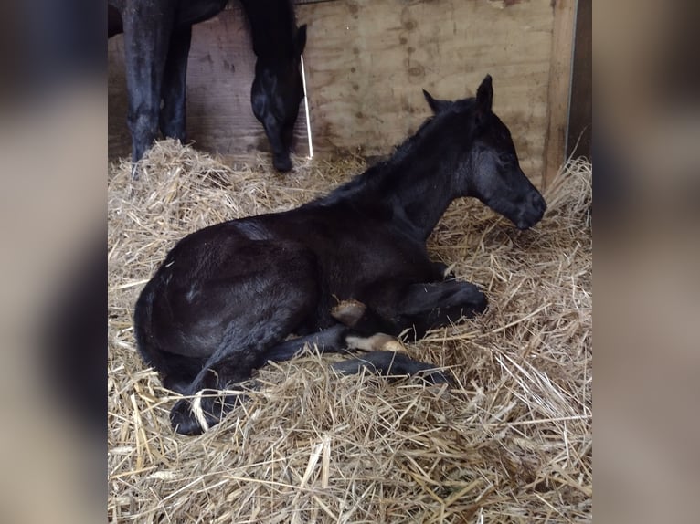 Caballo de deporte alemán Yegua 1 año Negro in Viöl