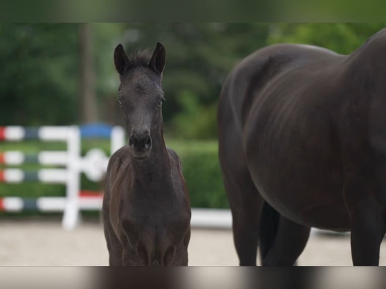 Caballo de deporte alemán Yegua 1 año Negro in Viöl
