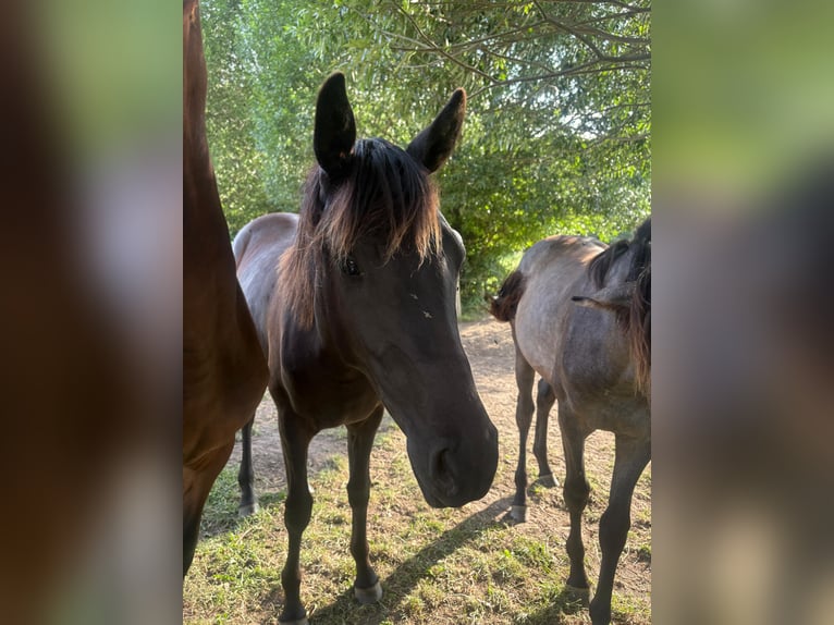 Caballo de deporte alemán Yegua 1 año Negro in Viöl