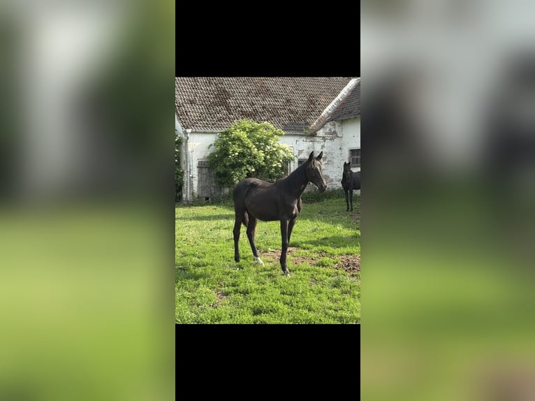 Caballo de deporte alemán Yegua 1 año Negro in Heiligengrabe OT Grabow